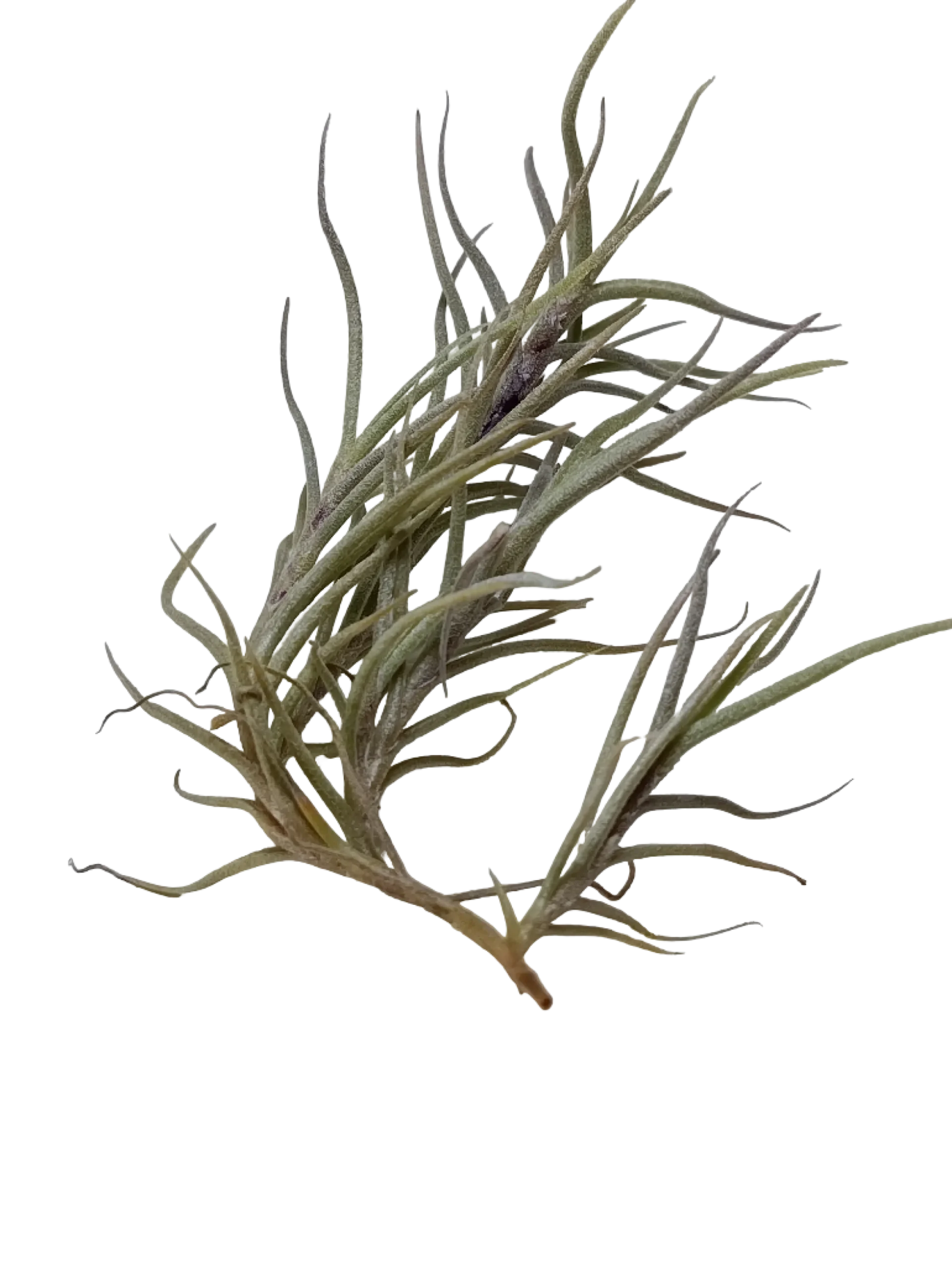 Tillandsia Capillaris Planta Natural Clavel Del Aire 5-7 Cms
