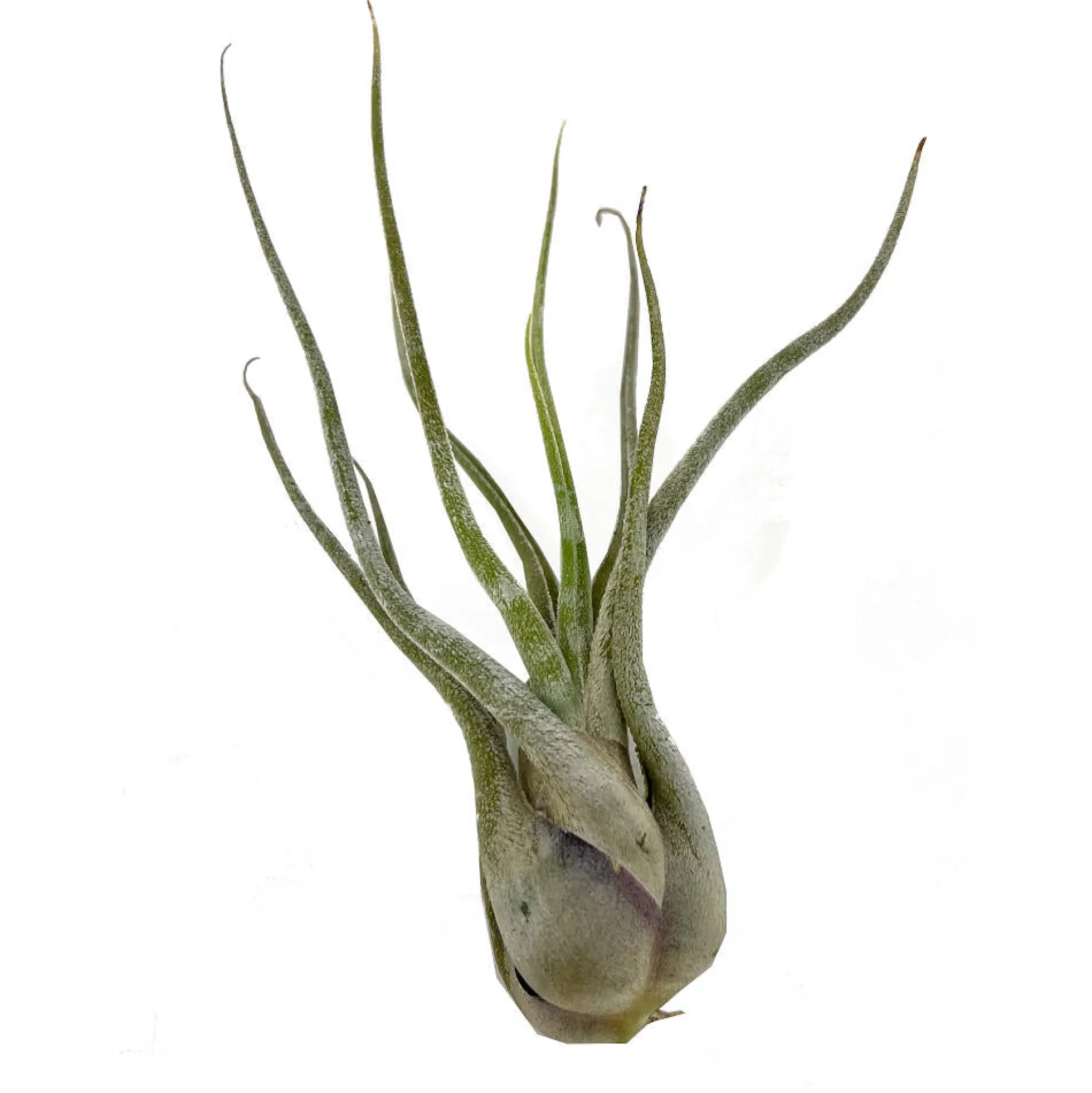 Tillandsia Caput Medusae 13cm Alto X 10cm Ancho