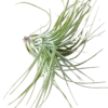 Tillandsia Cotton Candy Planta Natural Clavel Del Aire