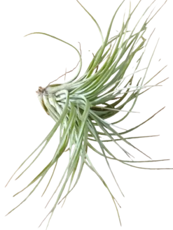 Tillandsia Cotton Candy Planta Natural Clavel Del Aire