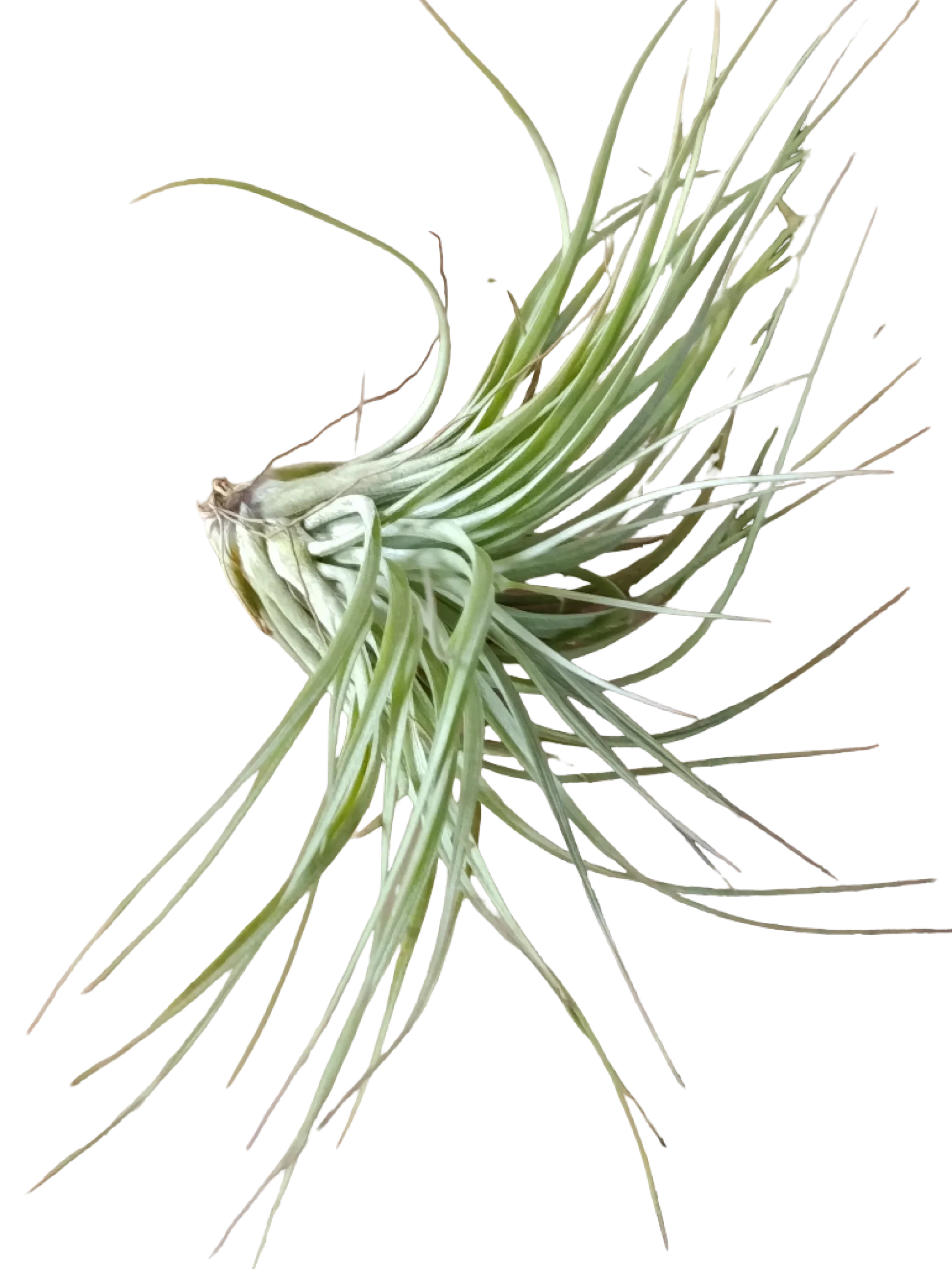 Tillandsia Cotton Candy Planta Natural Clavel Del Aire