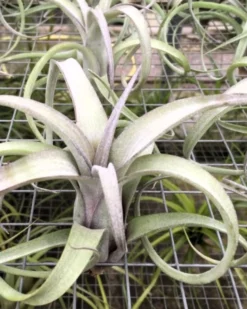 Tillandsia 'Curly Slim'; tillandsia rizada, planta del aire; Curiosarium; altura 12 cm, diámetro 15 cm