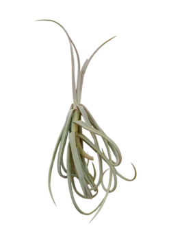 Tillandsia Duratii Planta Clavel Aire
