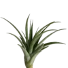 Tillandsia Flabellata Var Rubra Planta Natural Clavel Del Aire 5-7 Cms