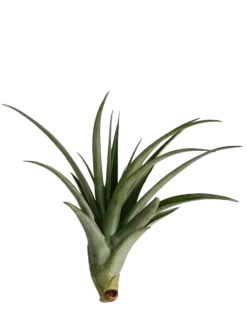 Tillandsia Flabellata Var Rubra Planta Natural Clavel Del Aire 5-7 Cms