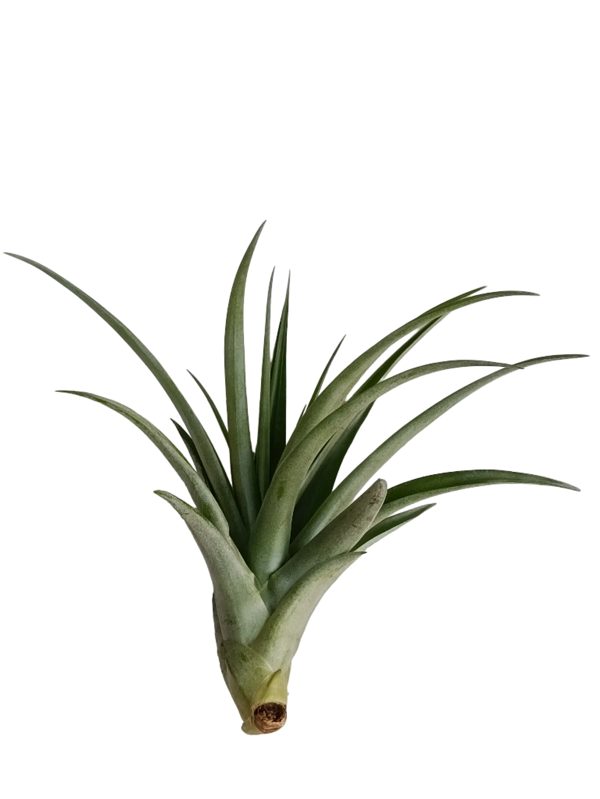 Tillandsia Flabellata Var Rubra Planta Natural Clavel Del Aire 5-7 Cms