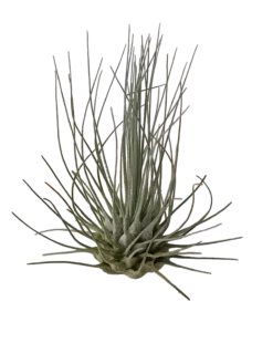 Tillandsia Fuchsii Clavel Del Aire Tillandsias