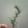 Tillandsia Funckiana Clavel Del Aire Colgante