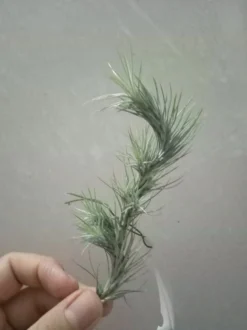 Tillandsia Funckiana Clavel Del Aire Colgante