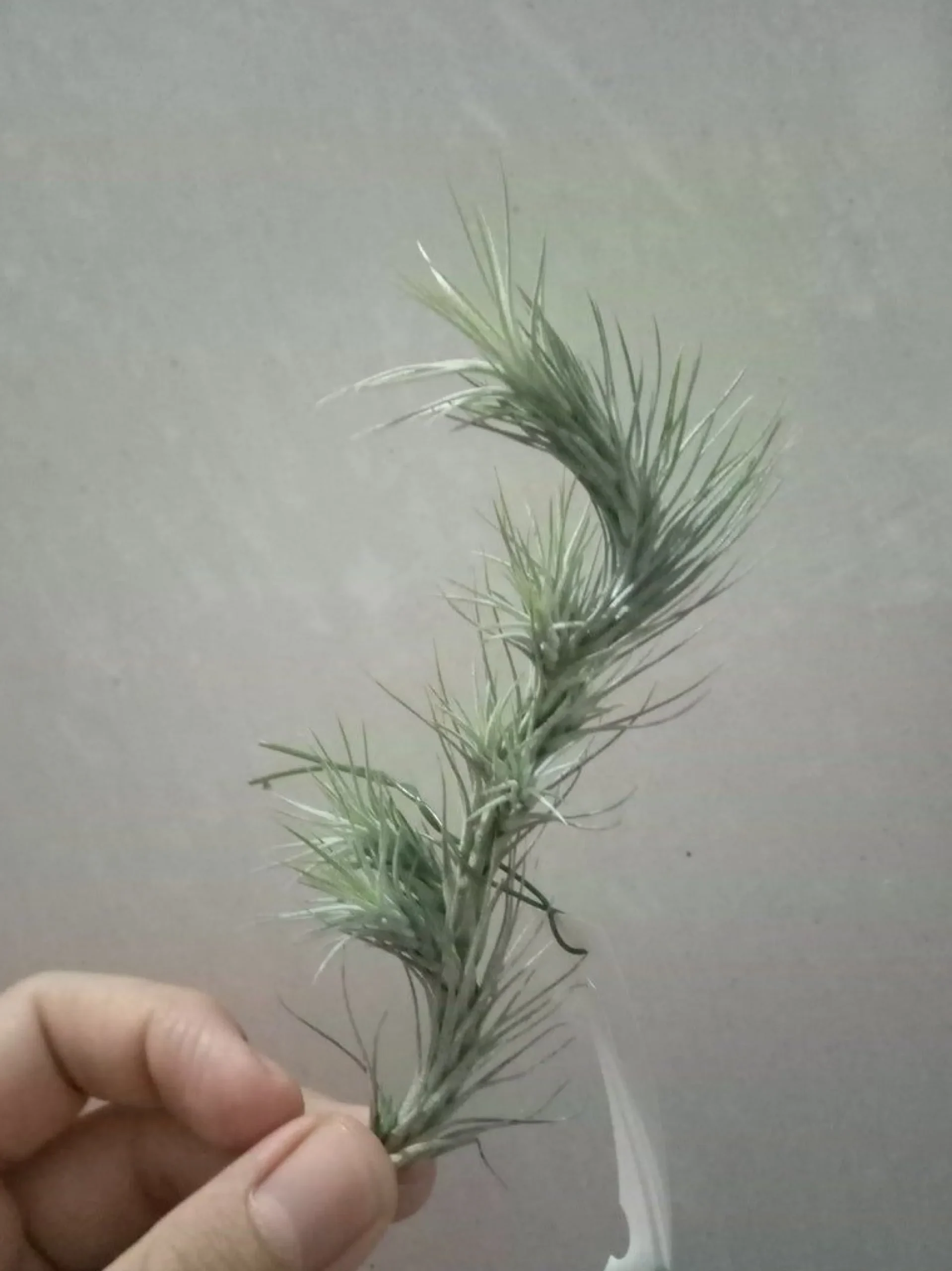 Tillandsia Funckiana Clavel Del Aire Colgante