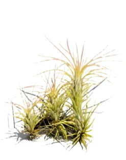 Tillandsia funckiana; tilandsia palmerita, planta del aire; Curiosarium; altura 10-12 cm, diámetro 6-8 cm