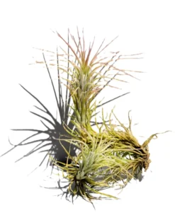 Tillandsia funckiana; tilandsia palmerita, planta del aire; Curiosarium; altura 10-12 cm, diámetro 6-8 cm