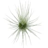 Tillandsia Guchsii F.gracilis 10cm Alto X 8cm Ancho