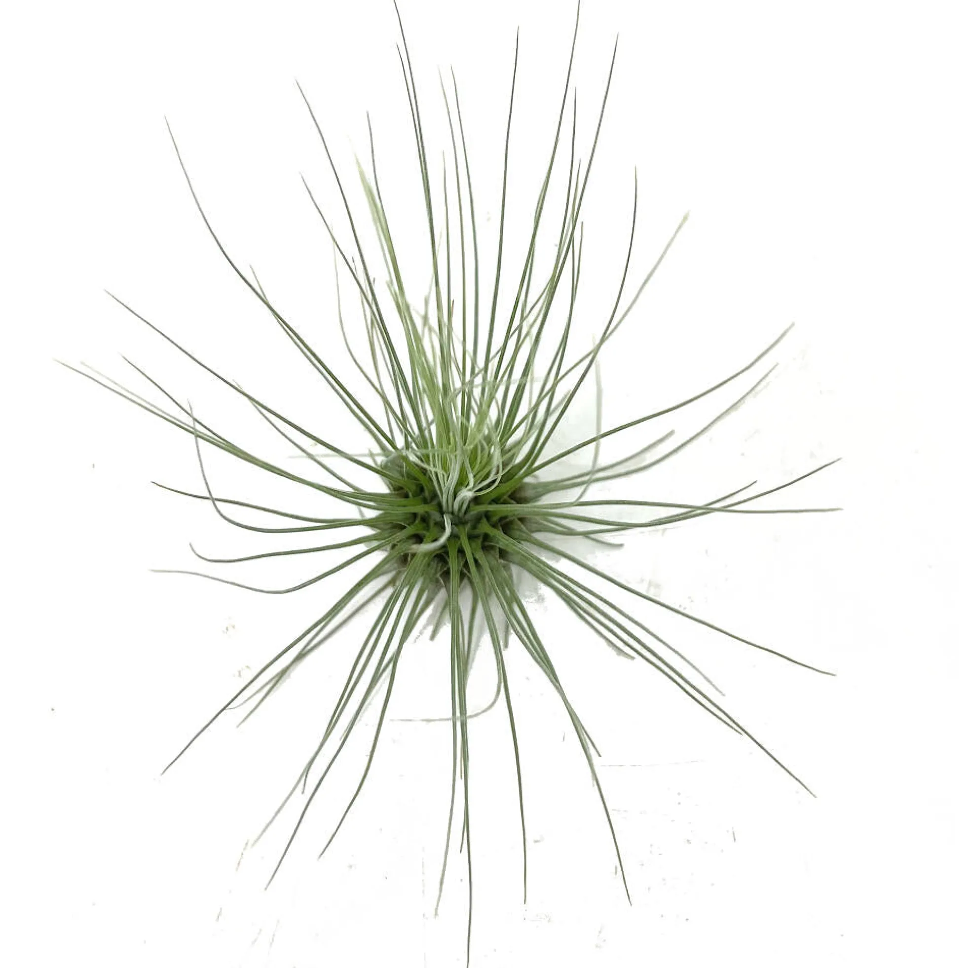 Tillandsia Guchsii F.gracilis 10cm Alto X 8cm Ancho