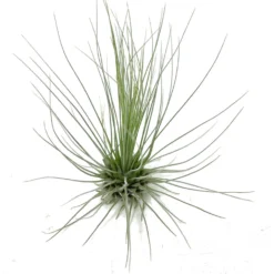 Tillandsia Guchsii F.gracilis 10cm Alto X 8cm Ancho