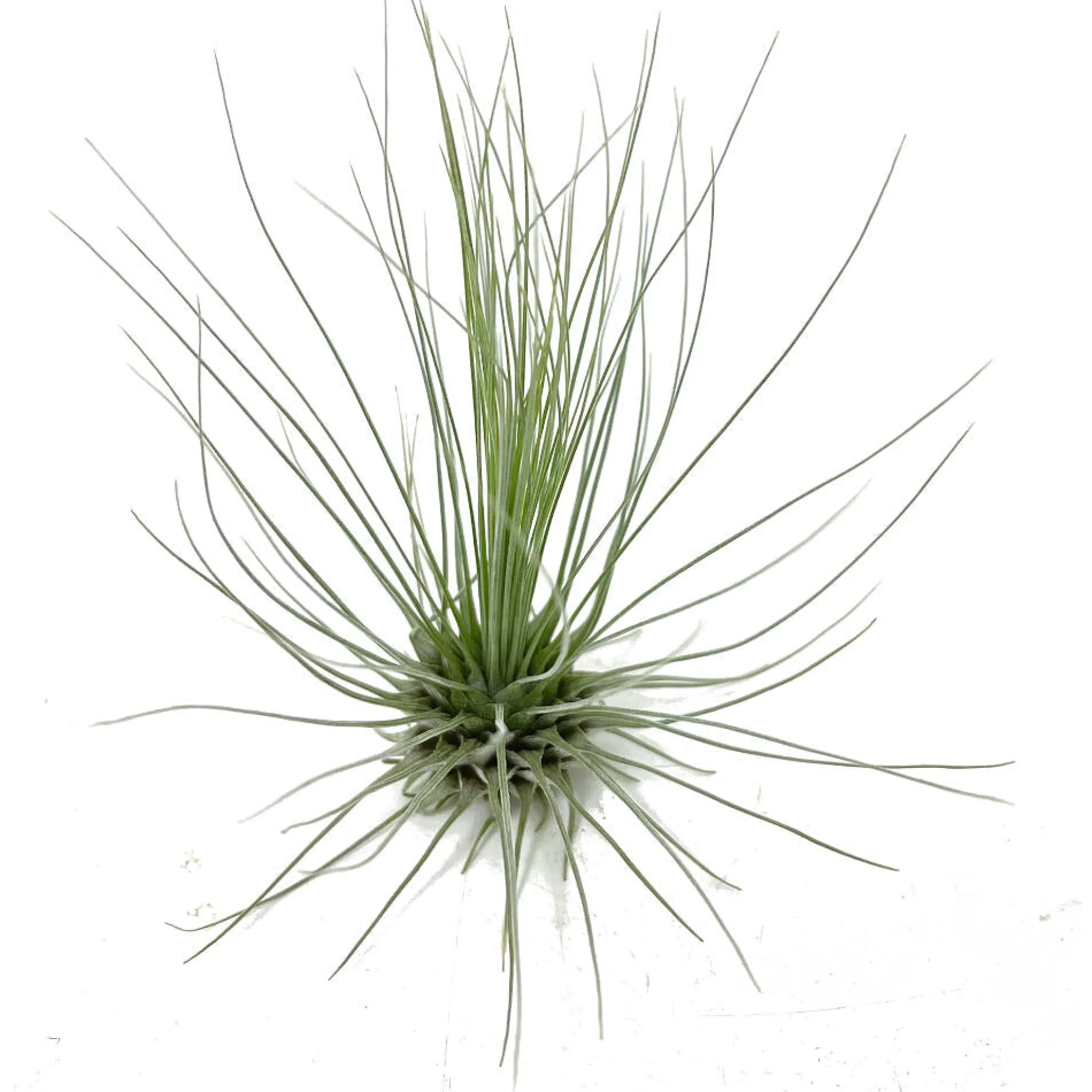 Tillandsia Guchsii F.gracilis 10cm Alto X 8cm Ancho