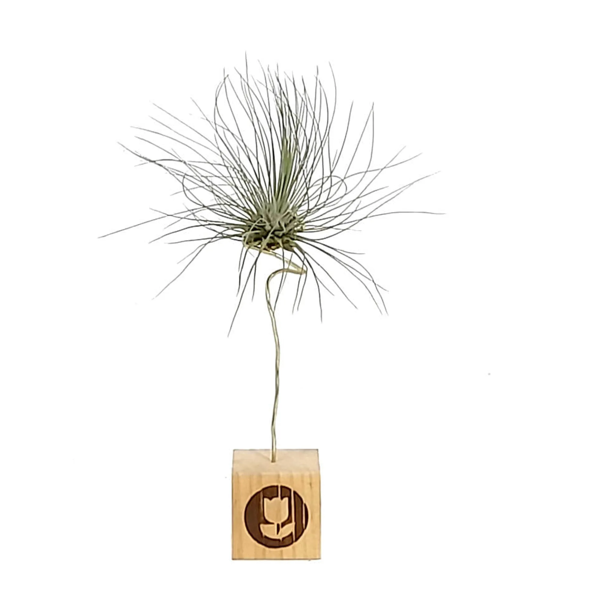 Tillandsia Guchsii F.gracilis 10cm Alto X 8cm Ancho