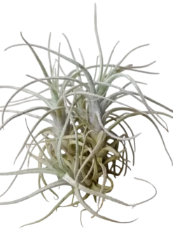 Tillandsia Holm Clavel Del Aire Planta Epifita 5-7 Cms