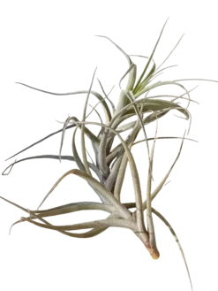 Tillandsia Incarnata Clavel Del Aire Epifito Planta Natural