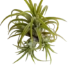 Tillandsia Ionantha Curly Planta Natural Clavel Del Aire 5-7 Cms