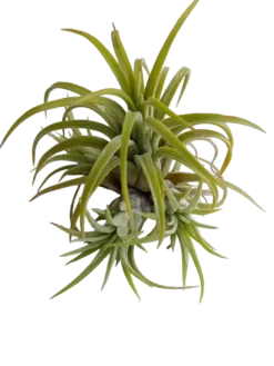 Tillandsia Ionantha Curly Planta Natural Clavel Del Aire 5-7 Cms