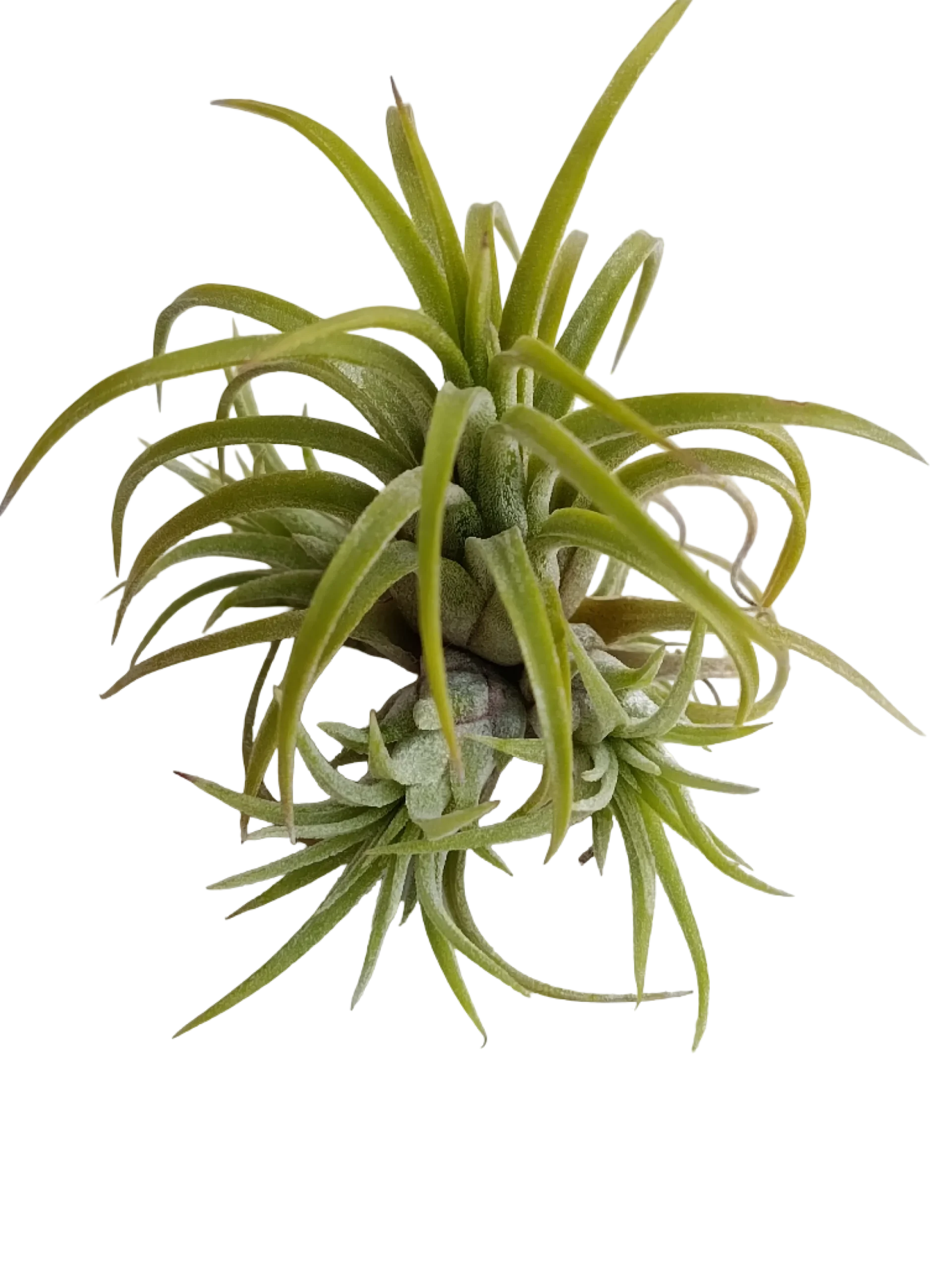 Tillandsia Ionantha Curly Planta Natural Clavel Del Aire 5-7 Cms
