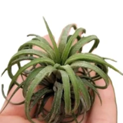 Tillandsia Ionantha 'curly'; Planta Del Aire Rizada; Curiosarium; Altura 6-7 Cm. Diámetro 11-12 Cm