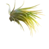 Tillandsia Ionantha Druid Amarilla Clavel Del Aire