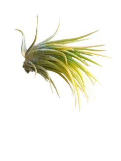 Tillandsia Ionantha Druid Amarilla Clavel Del Aire