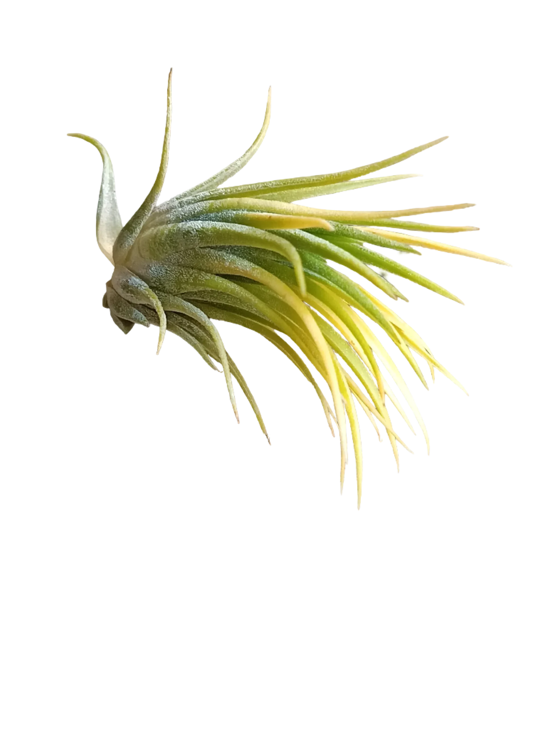 Tillandsia Ionantha Druid Amarilla Clavel Del Aire