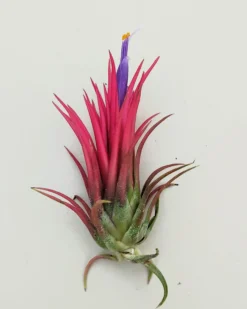 Tillandsia ionantha 'Fuego', tillandsia roja, planta del aire; Curiosarium; altura 6-8 cm, diámetro 4-6 cm