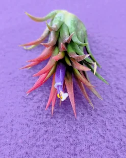 Tillandsia ionantha 'Fuego', tillandsia roja, planta del aire; Curiosarium; altura 6-8 cm, diámetro 4-6 cm