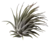 Tillandsia Ionantha Planta De Interior Clavel Del Aire S