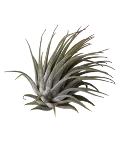 Tillandsia Ionantha Planta De Interior Clavel Del Aire S
