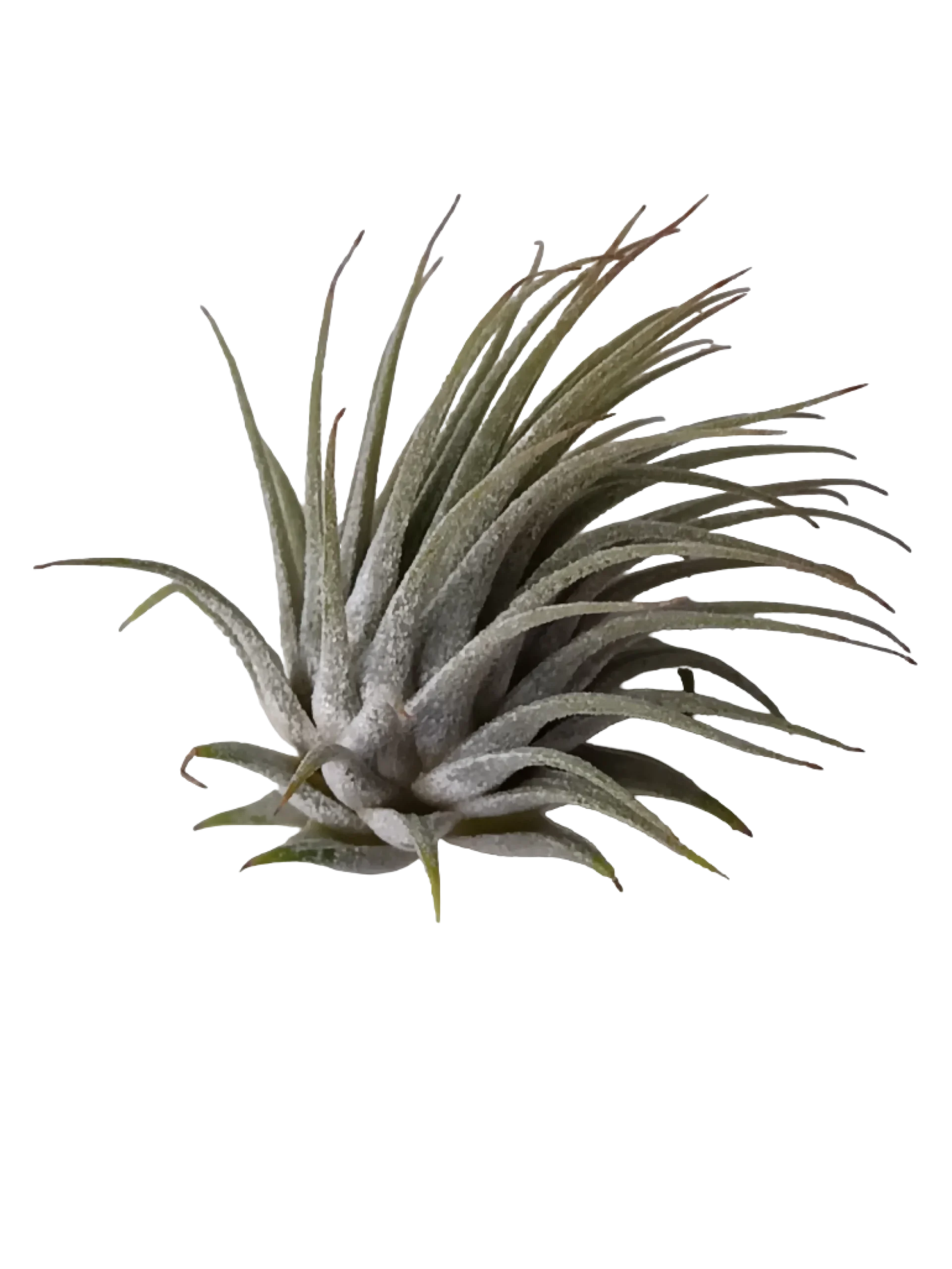 Tillandsia Ionantha Planta De Interior Clavel Del Aire S