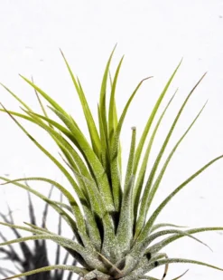Tillandsia Ionantha Var. Ionantha [m]; Planta Del Aire; Curiosarium; Altura 7-10 Cm