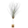 Tillandsia Juncea 30cm Alto X 14cm Ancho