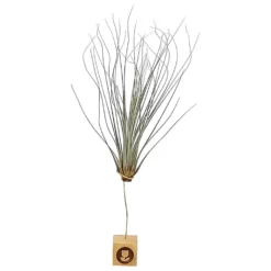 Tillandsia Juncea 30cm Alto X 14cm Ancho