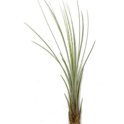 Tillandsia Juncea 30cm Alto X 14cm Ancho
