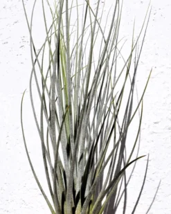 Tillandsia juncea; tilandsia junco, planta del aire plateada; Curiosarium; altura 20-35 cm, diámetro 10-25 cm