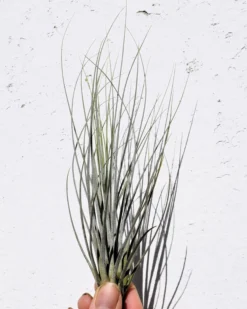 Tillandsia juncea; tilandsia junco, planta del aire plateada; Curiosarium; altura 20-35 cm, diámetro 10-25 cm