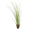 Tillandsia Juncifolia 20cm Alto X 10cm Ancho