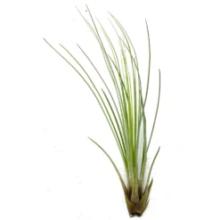 Tillandsia Juncifolia 20cm Alto X 10cm Ancho