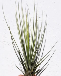 Tillandsia juncifolia; tillandsia de hojas de junco, planta del aire; Curiosarium; altura 20-25 cm, diámetro 10-15 cm