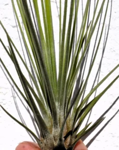 Tillandsia juncifolia; tillandsia de hojas de junco, planta del aire; Curiosarium; altura 20-25 cm, diámetro 10-15 cm