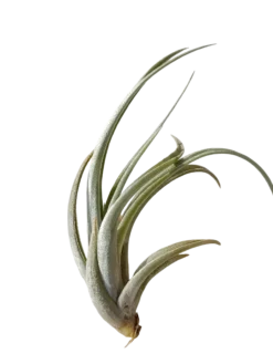Tillandsia Karwinskiana Planta Natural Clavel Del Aire