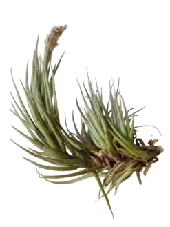 Tillandsia Kirschnekii Planta Natural Clavel Del Aire