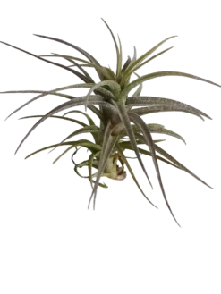 Tillandsia Latifolia Dwarf Form Planta Natural Clavel Del Aire