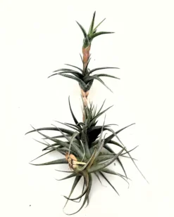 Tillandsia latifolia vivipara; planta del aire vivípara, apta para terrarios; altura 15-20 cm, diámetro 10-12 cm
