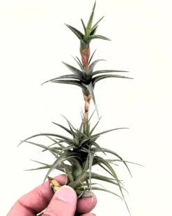 Tillandsia latifolia vivipara; planta del aire vivípara, apta para terrarios; altura 15-20 cm, diámetro 10-12 cm